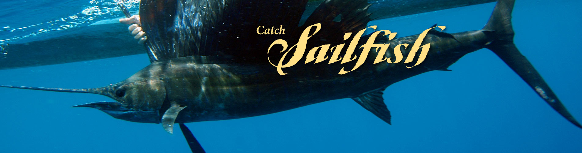 Catch Sailfish in Costa Grande Mexico