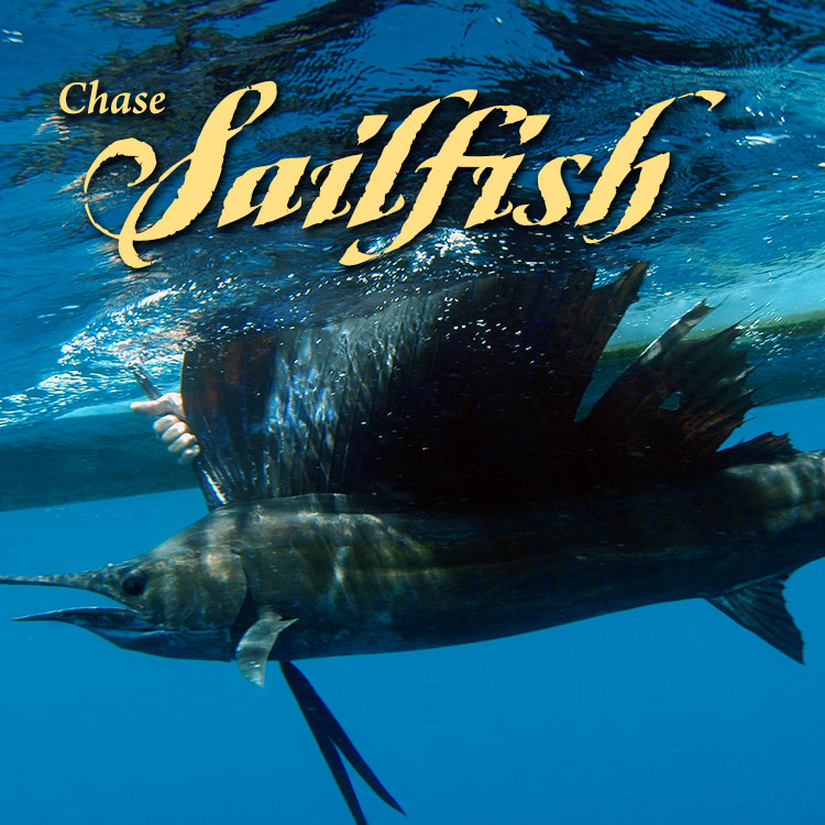 slider-mobile-sailfish