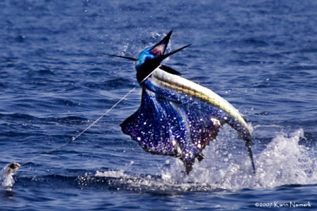Pacific Sailfish at Bahia La Tortuga Fishing Lodge.