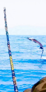 acrobatic-sailfish-on-the-line