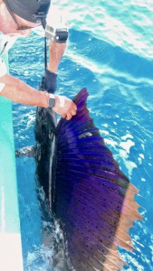 beautiful-sail-sailfish