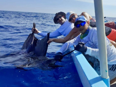 catch-sailfish-in-costa-grande