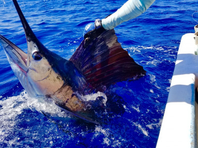 costa grande sailfish charter