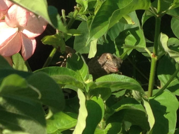 Baby Iguana.