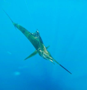 sailfish underwater