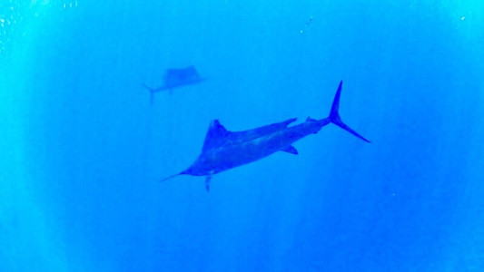 sailfish undewater mexico