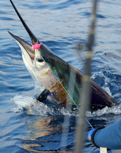 sailfish zoom