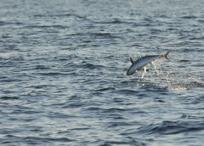 Yellowfin Feeding