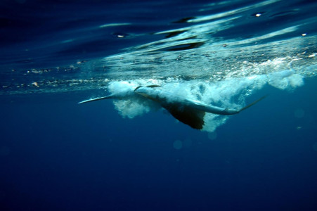 Jose Wejebe-Spanish Fly underwater footage while at Bahia La Tortuga Fishing Lodge.