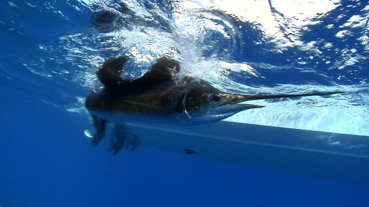 Jose Wejebe-Spanish Fly underwater footage while at Bahia La Tortuga Fishing Lodge.