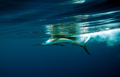 Jose Wejebe-Spanish Fly underwater footage while at Bahia La Tortuga Fishing Lodge.
